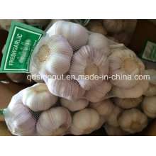 New Crop China White Alho